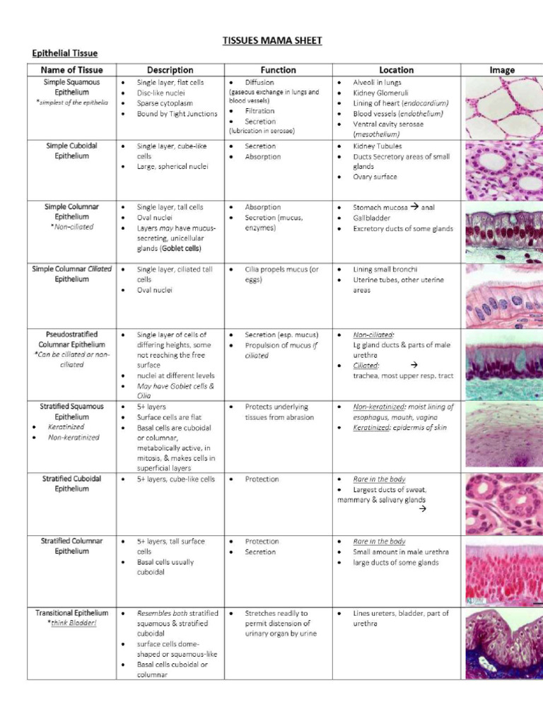 Tissues | PDF