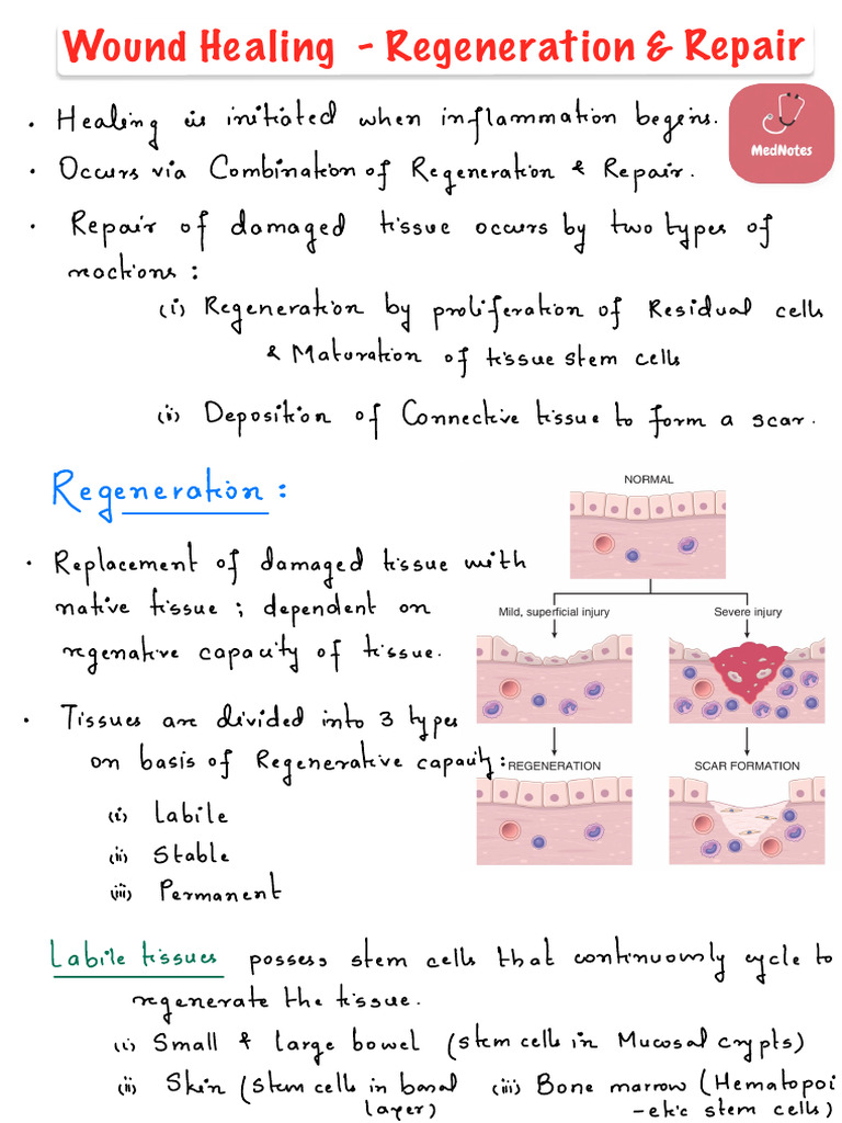 Wound Healing - Regeneration & Repair | PDF | Healing | Scar