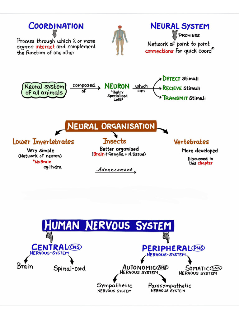 Neural Control and Coordination | PDF