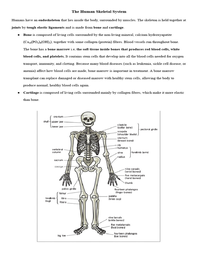 ? Guided Notes - The Human Skeleton & Movement | PDF | Skeleton | Bone
