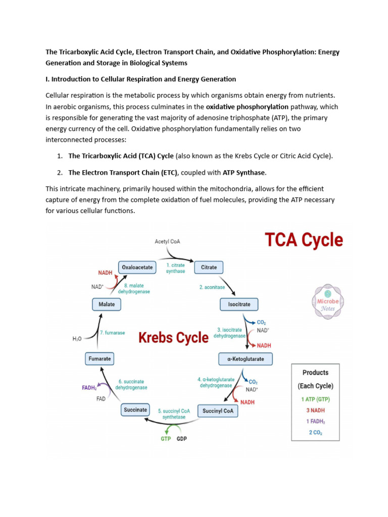 TCA CYCLE | PDF | Citric Acid Cycle | Chemistry