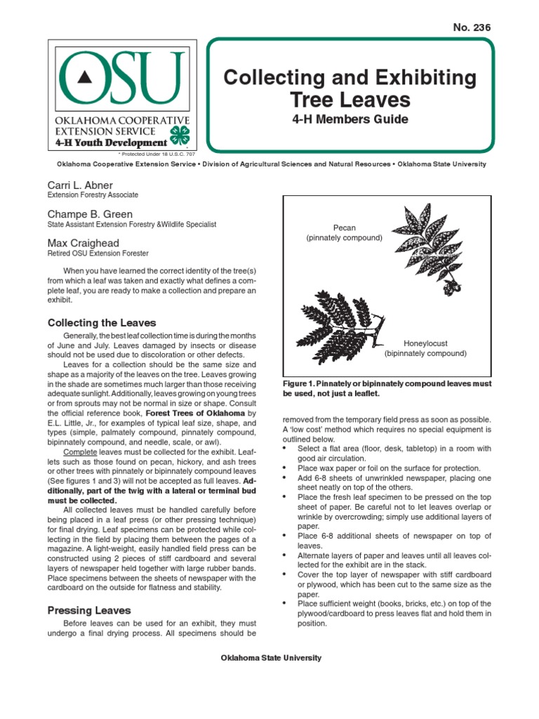 4-H Guide to Collecting Tree Leaves | PDF | Trees | Oak