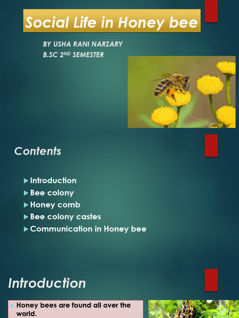 1701756530 | PDF | Honey Bee | Bees