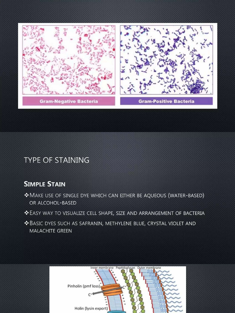 Chapter 1 Staining | PDF
