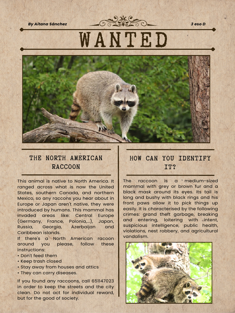 Wanted Poster About North American Racoon, by Aitana Sánchez | PDF