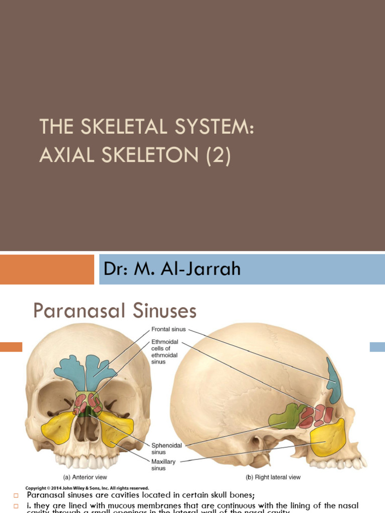 Axial System October 2018 | PDF | Vertebra | Skeletal System