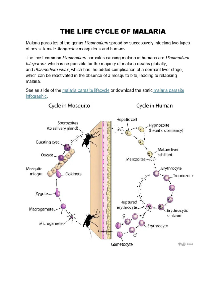 THE LIFE CYCLE OF MALARIA | PDF | Malaria | Plasmodium