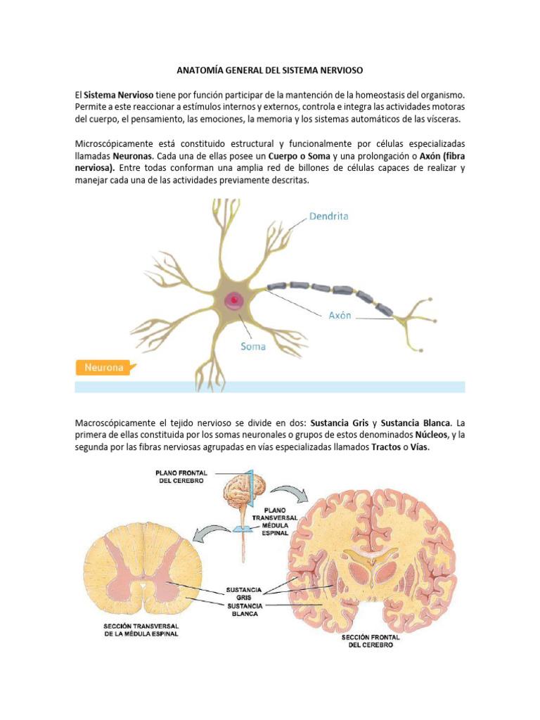 Estructura General Del Sistema Nervioso | PDF | Sistema nervioso ...