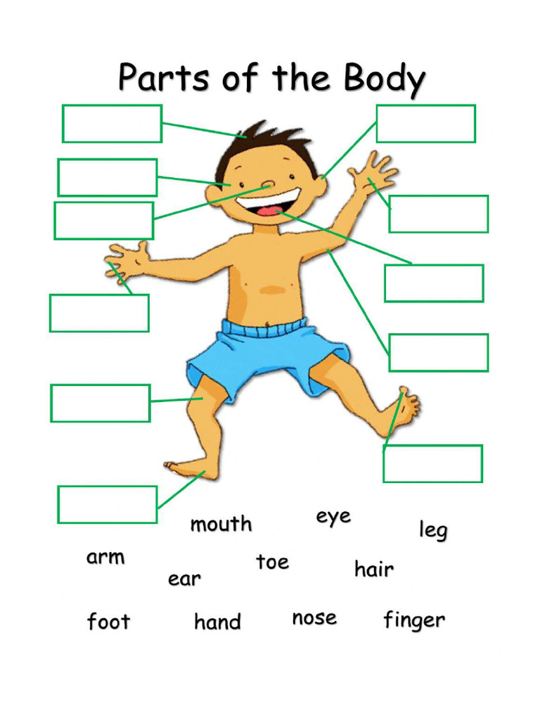 Body Parts Test | PDF