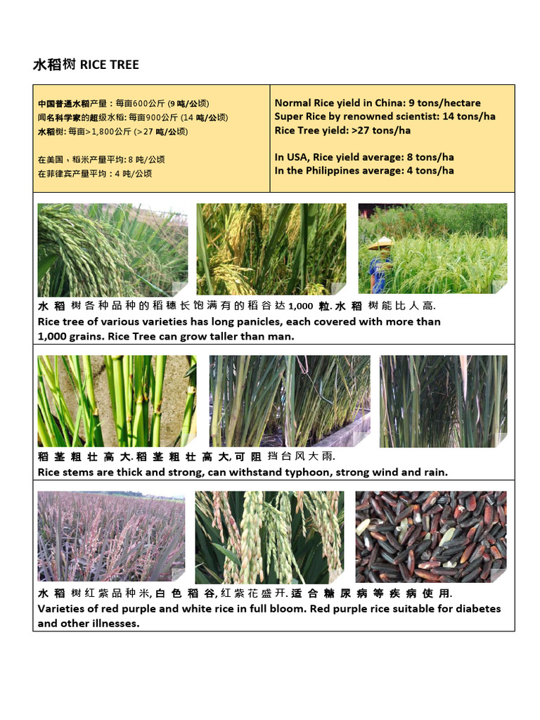 RICE Rice Tree | PDF