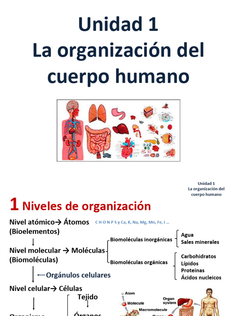UD 1 Organización Del Cuerpo Humano | PDF | Célula madre | Citoplasma
