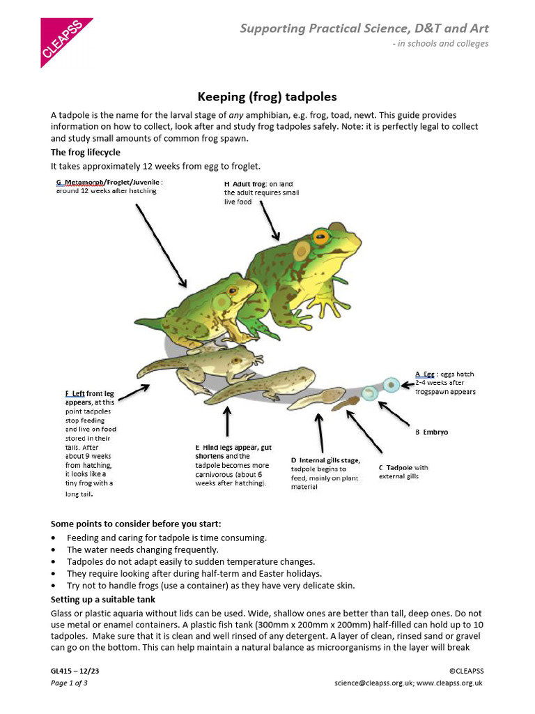GL415 Keeping Frog Tadpoles | PDF | Frog | Amphibian