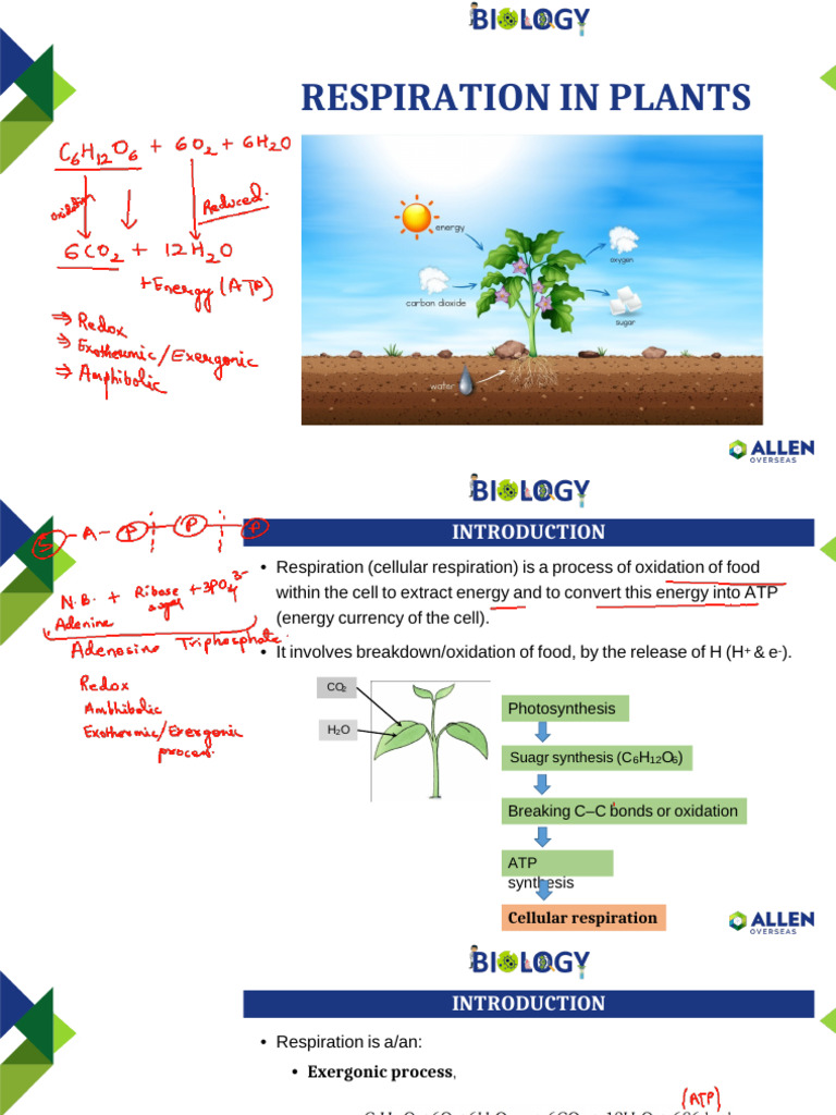 Respiration in Plants | PDF | Cellular Respiration | Glycolysis