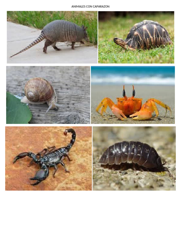 Animales Con Caparazon | PDF