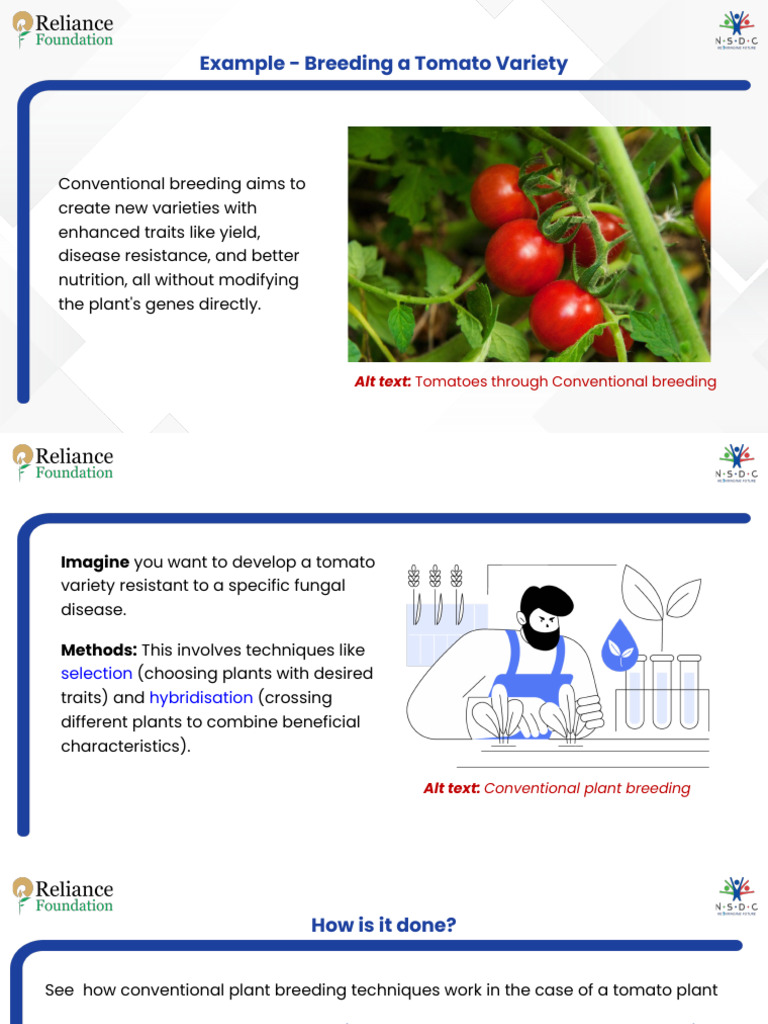 Example-Breeding a Tomato Variety | PDF