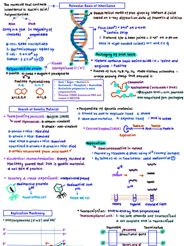 698d769e0072350bb5f5de34_##_Molecular Basis of Inheritance _ Class ...