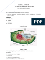 Características da parede celular vegetal