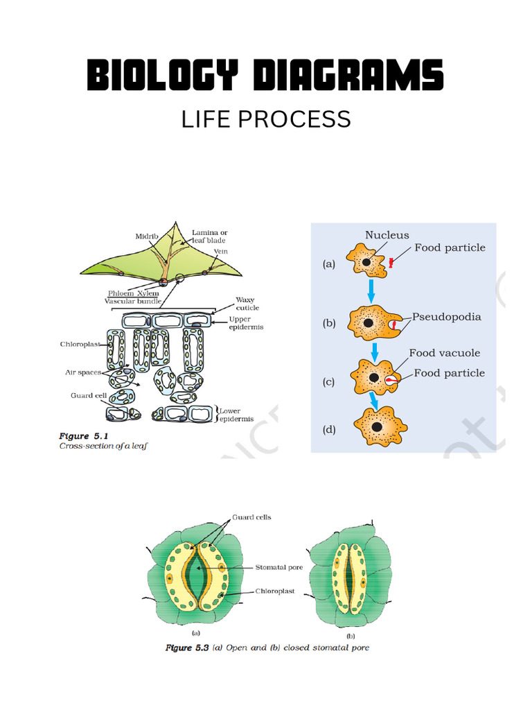 Bio Diagrams | PDF