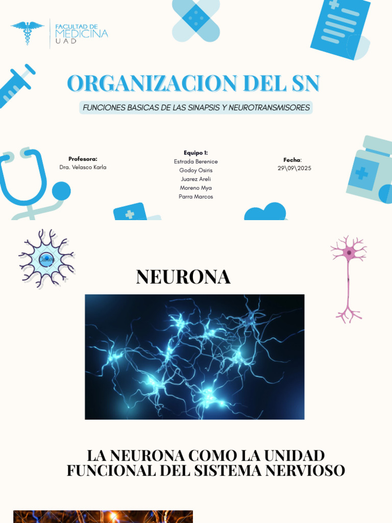 FISIO | PDF | Sinapsis | Neurona