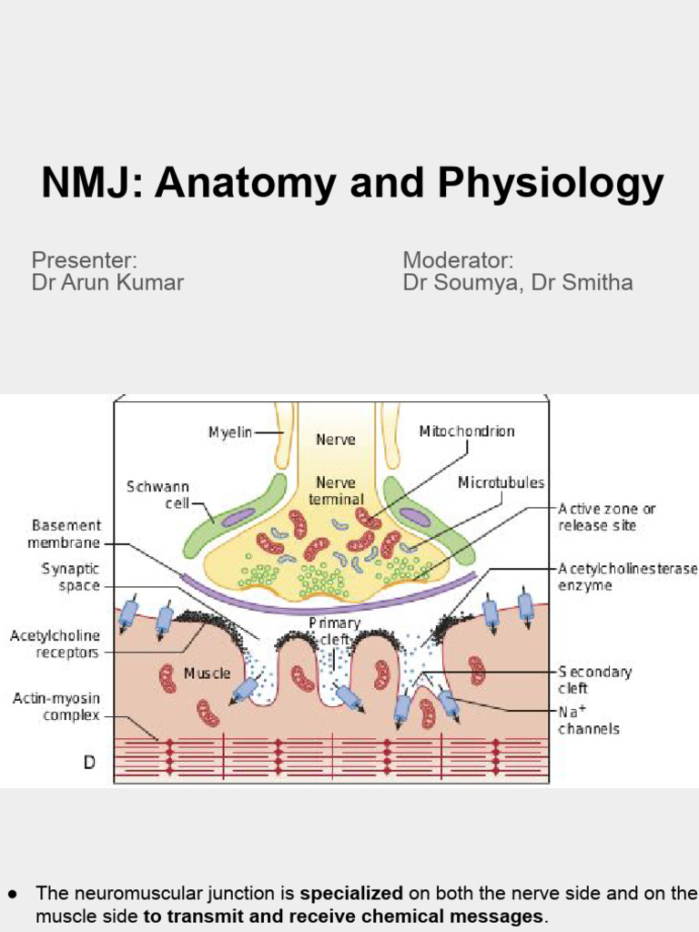 NMJ_ Anatomy and Physiology | PDF | Neuromuscular Junction | Acetylcholine