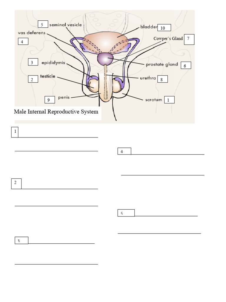 Reproductive Notes (Completed) | PDF | Reproductive System | Uterus