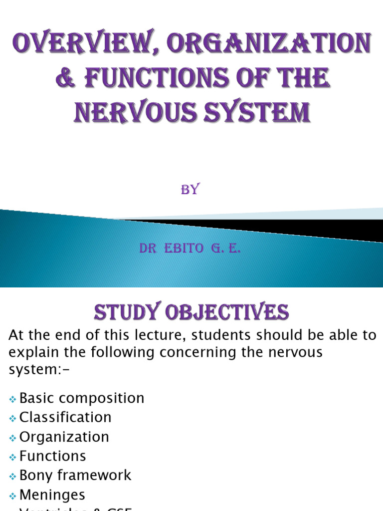 Overview of Nervous System | PDF | Nervous System | Central Nervous System