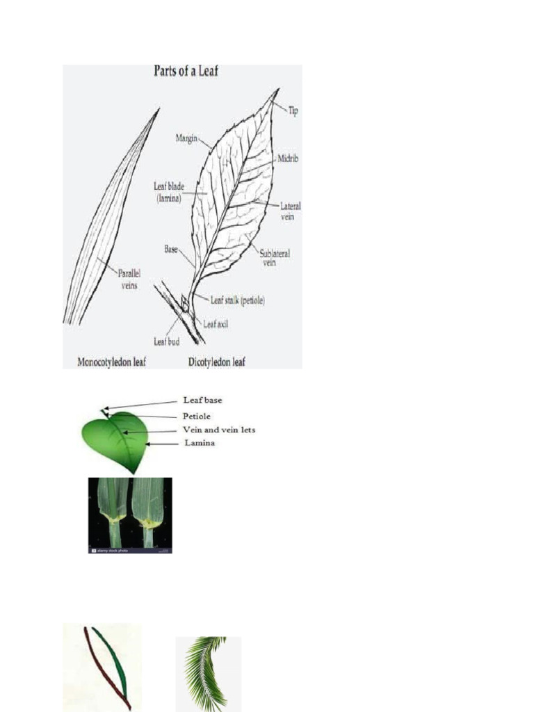 Leaf Morphology Diagrams | PDF