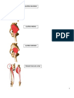 Lower Extremity Muscles