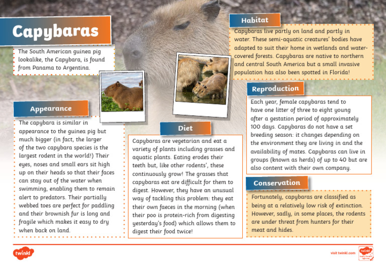 T SC 1717673135 Capybara Fact File - Ver - 3 | PDF | Rodent | Zoology