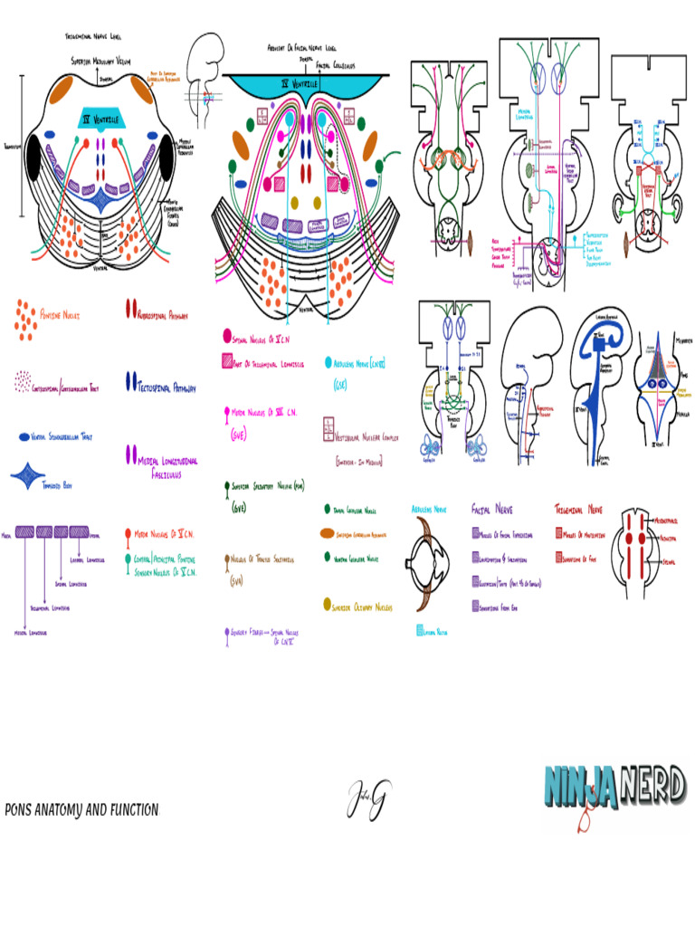 Pons Anatomy & Function | PDF
