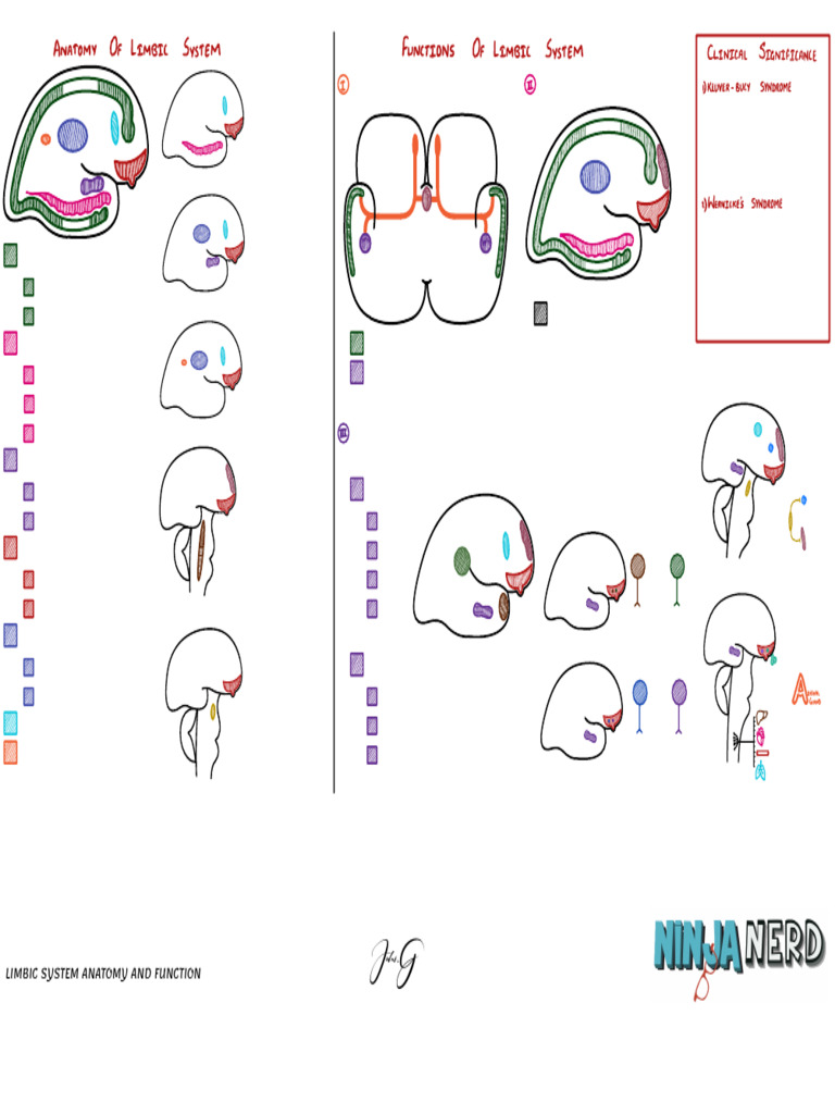 Limbic System Anatomy & Function | PDF
