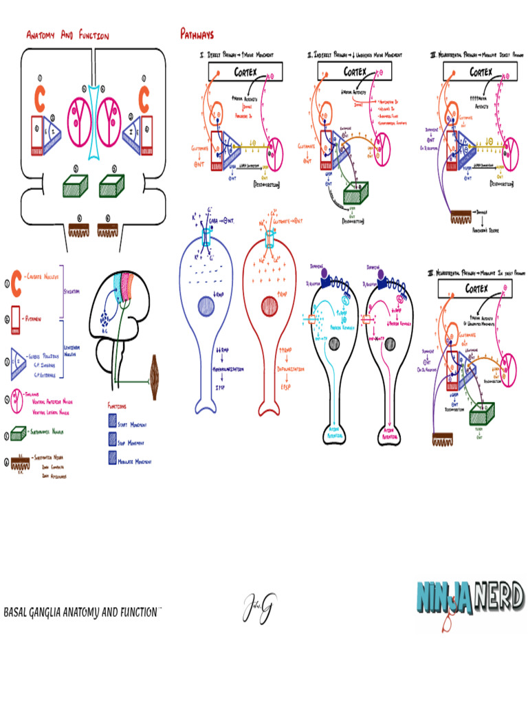 Basal Ganglia Anatomy & Function Direct & Indirect Pathways | PDF