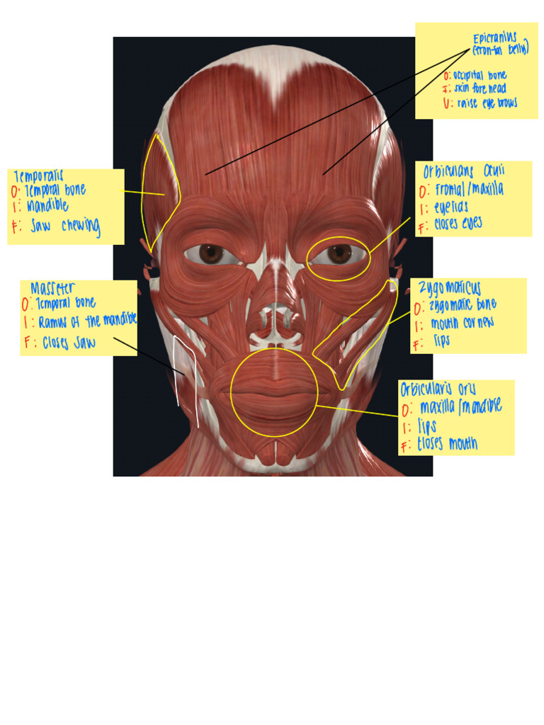 Skeletal Muscle Breakdown | PDF | Anatomical Terms Of Motion ...
