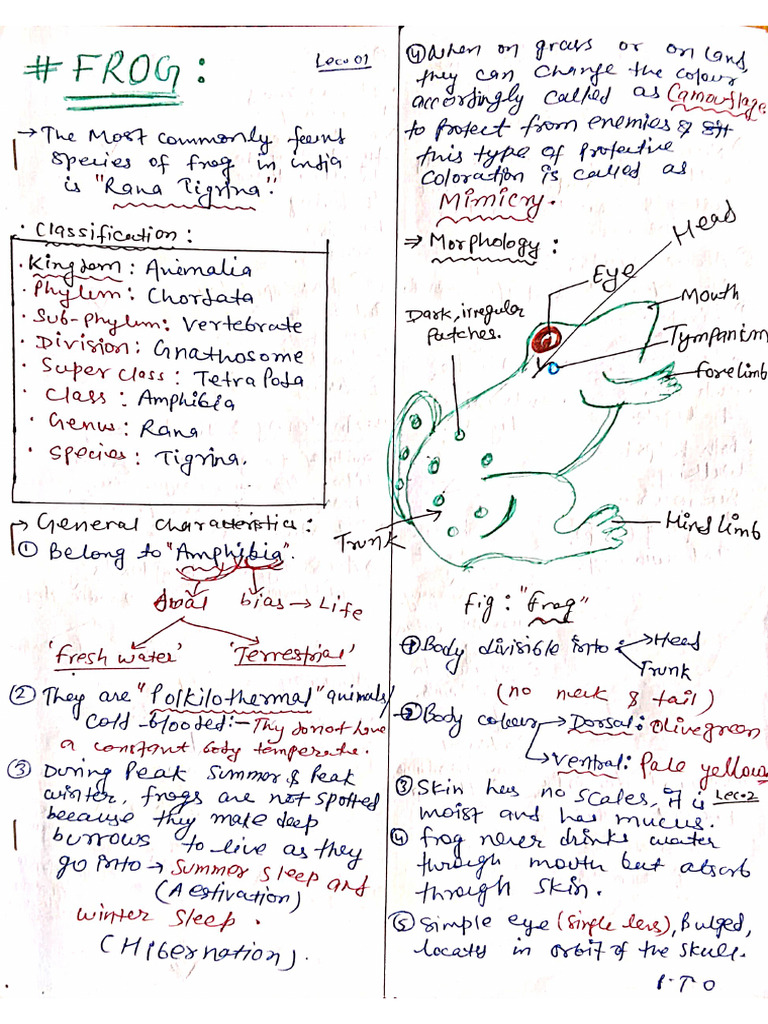 Zoology Frog 01 | PDF