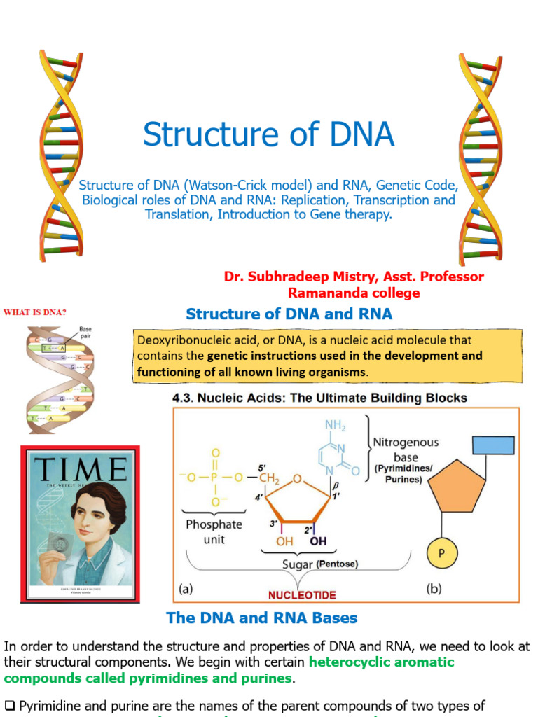 Structure of DNA | PDF | Dna | Rna