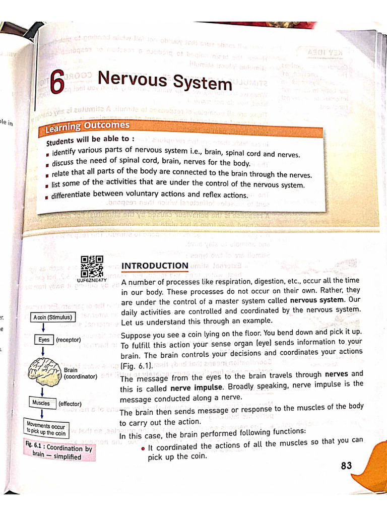 Biology - Nervous System | PDF