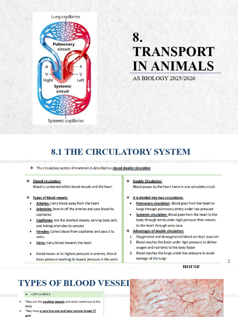 Transport in Animals | PDF