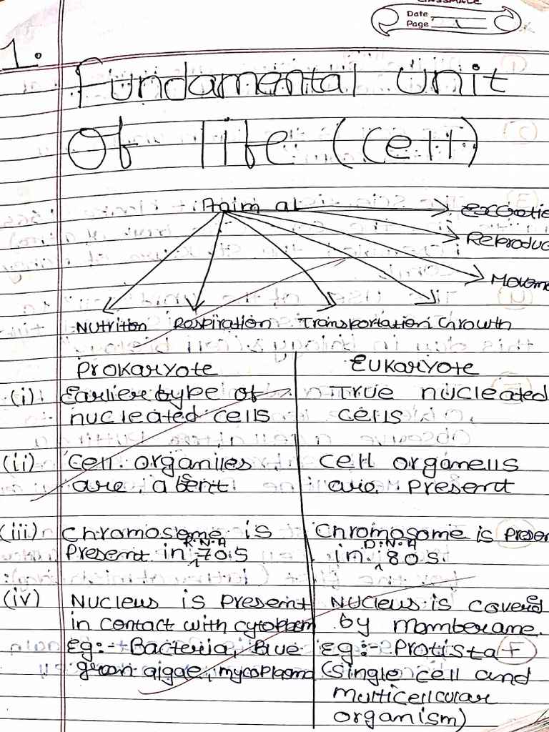 Clean Cell Notes Fixed NoCut | PDF