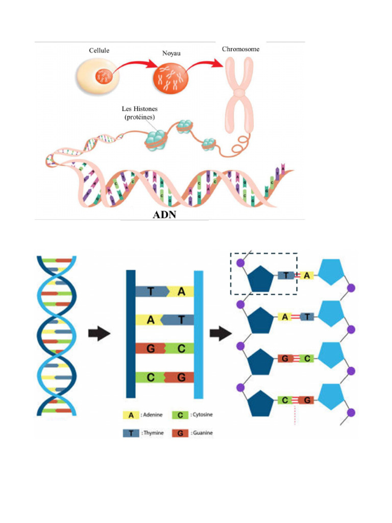 Adn | PDF