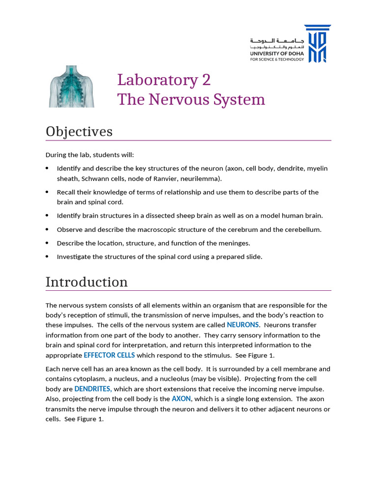 BIO 1210- Lab 2- Nervous System Manual - Copy | PDF | Axon | Myelin