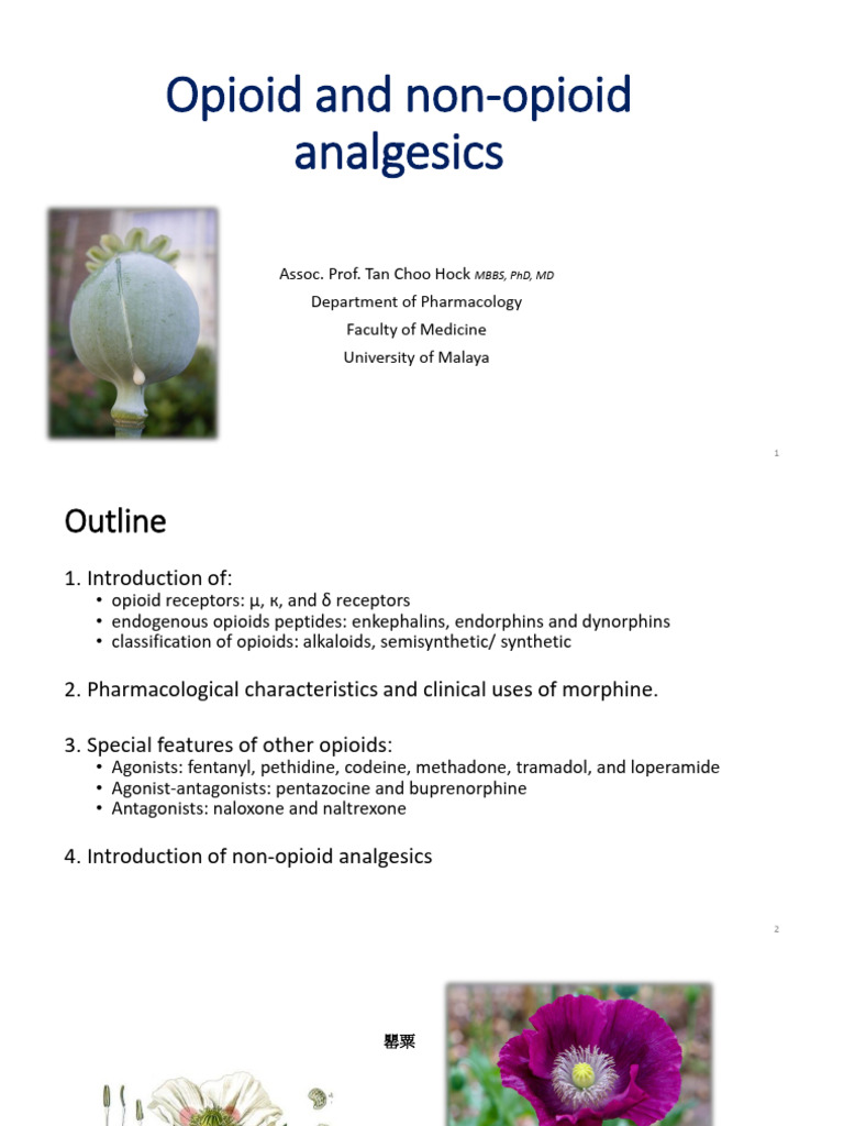 Opioids and Non-Opioid Analgesics - 2024 - BMS Dentistry | PDF | Opioid ...