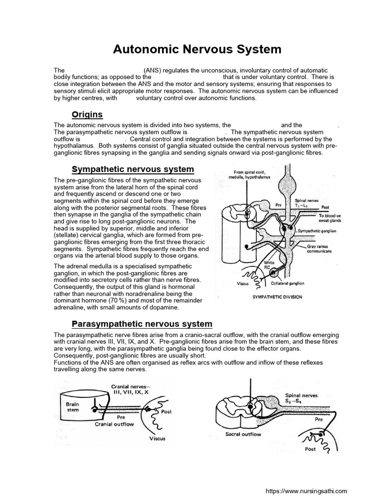 Autonomic Nervous Systems | PDF | Acetylcholine | Autonomic Nervous System