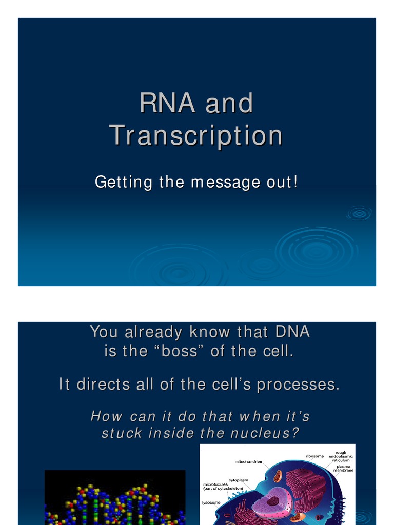 RNA and Transcription | PDF