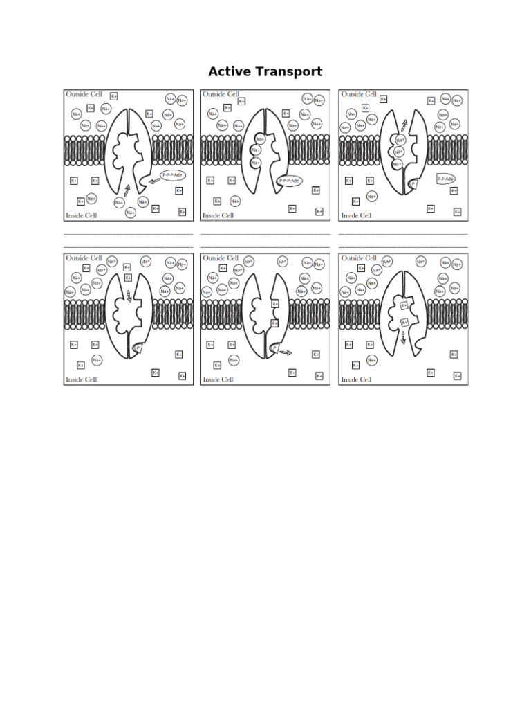Active Transport Worksheet | PDF