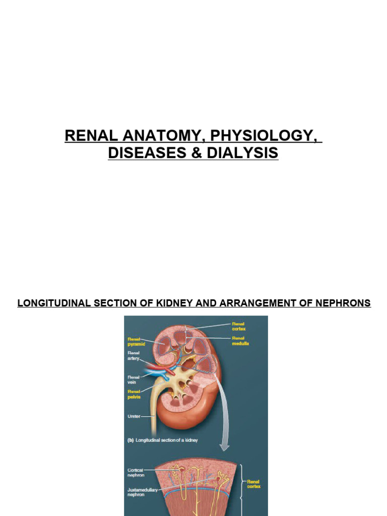 11 - Renal Physiology and Dialysis | PDF | Kidney | Urinary System