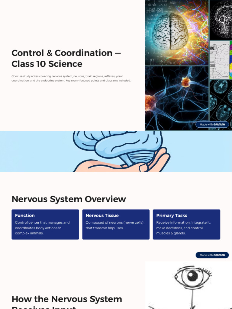 Control and Coordination Class 10 Science | PDF | Nervous System ...