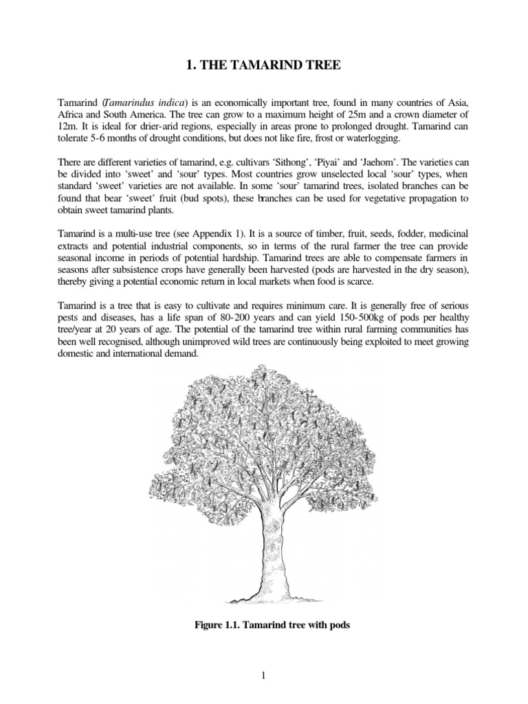 Tamarind Manual Grafting Trees