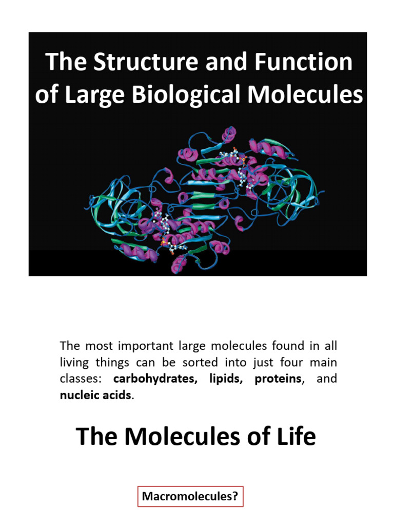 LECTURE 2 Biomolecules and Their Properties FINAL | PDF ...