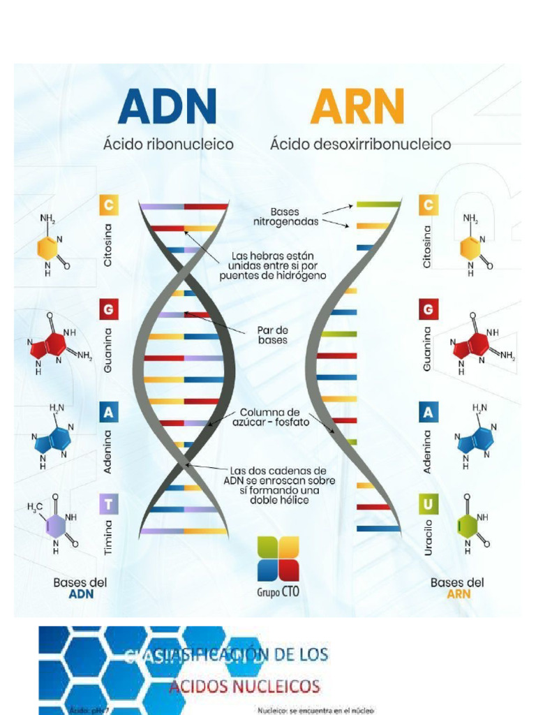 Adn | PDF