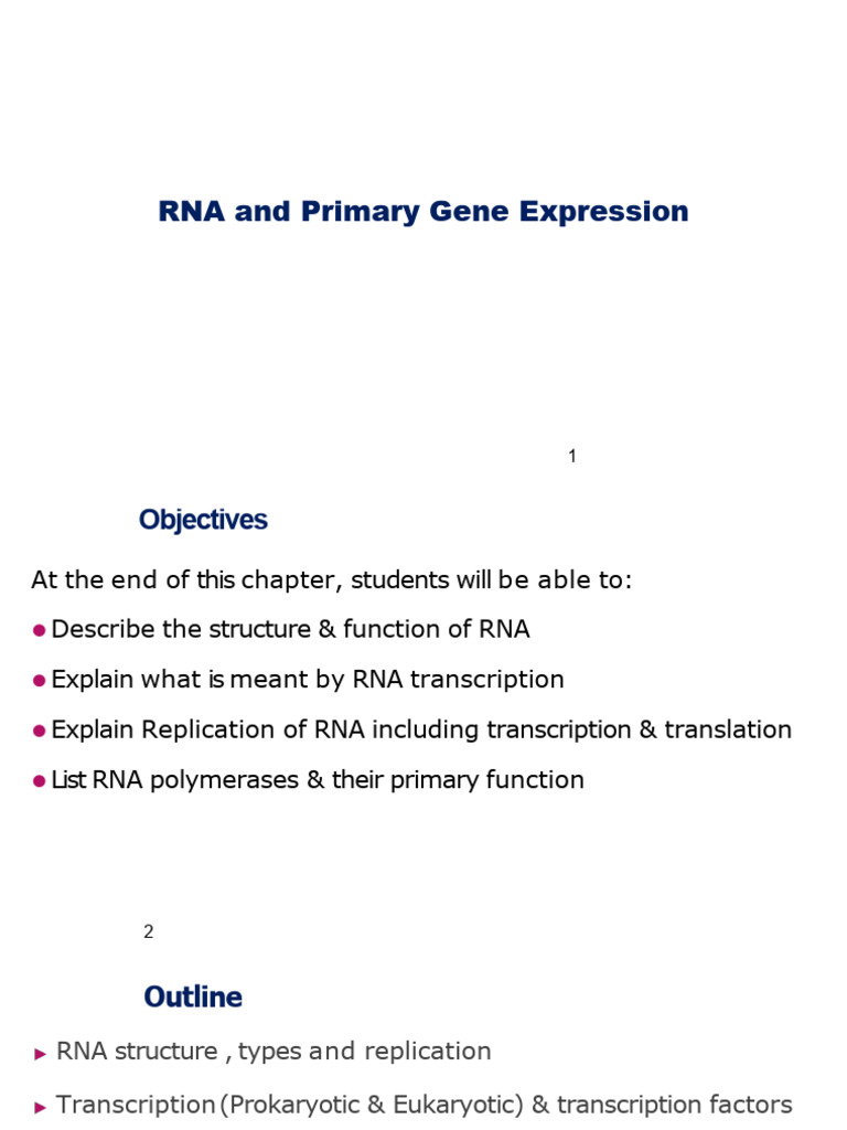 RNA and Primary Gene Expression | PDF | Rna | Ribosome